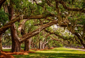 Line of Oaks Over Lawn